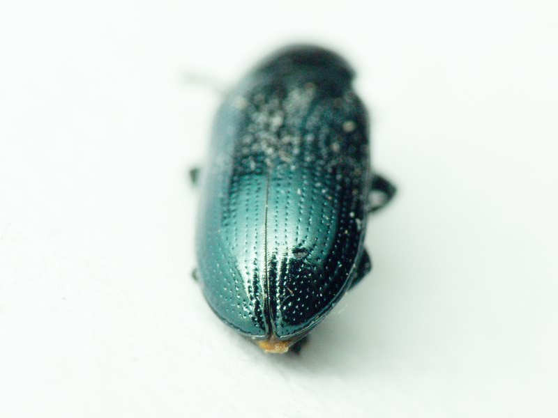 Prasocuris junci (Brahm, 1790)